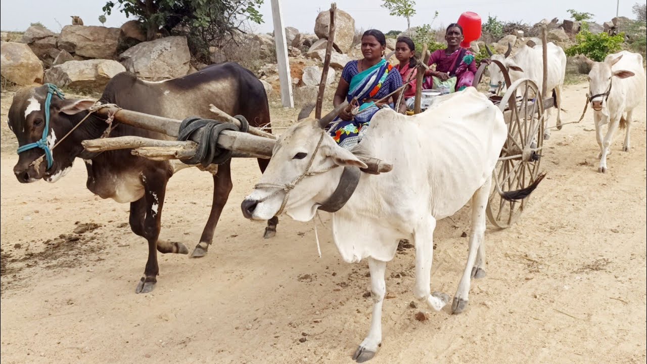 woman bullock cart ride-ox video-bulls video-oxen videos-cattle video-bullock cart ride with woman's