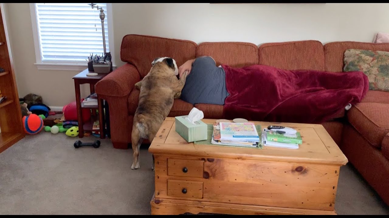 Reuben the Bulldog: Biding His Time (Part 2)
