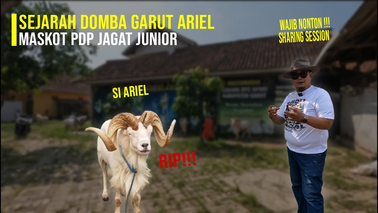 Wajib Nonton! Sharing Domba Juara Bersama Hj Nugraha di| PDP JAGAT JR