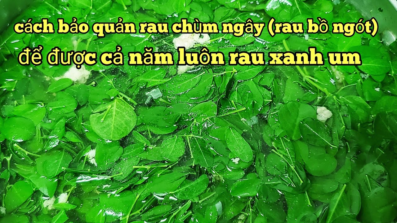 cách bảo quản rau chùm ngây(rau bồ ngót)để được cả năm rau vẫn tươi xanh thơm như mới,thu hoạch rau