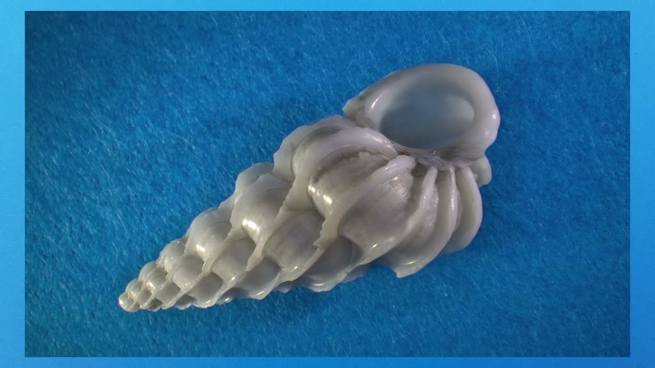 Wentletrap snail shell