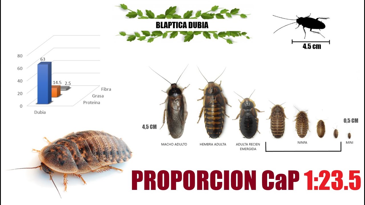 Reproducción - Blaptica Dubia (Cucaracha Argentina)