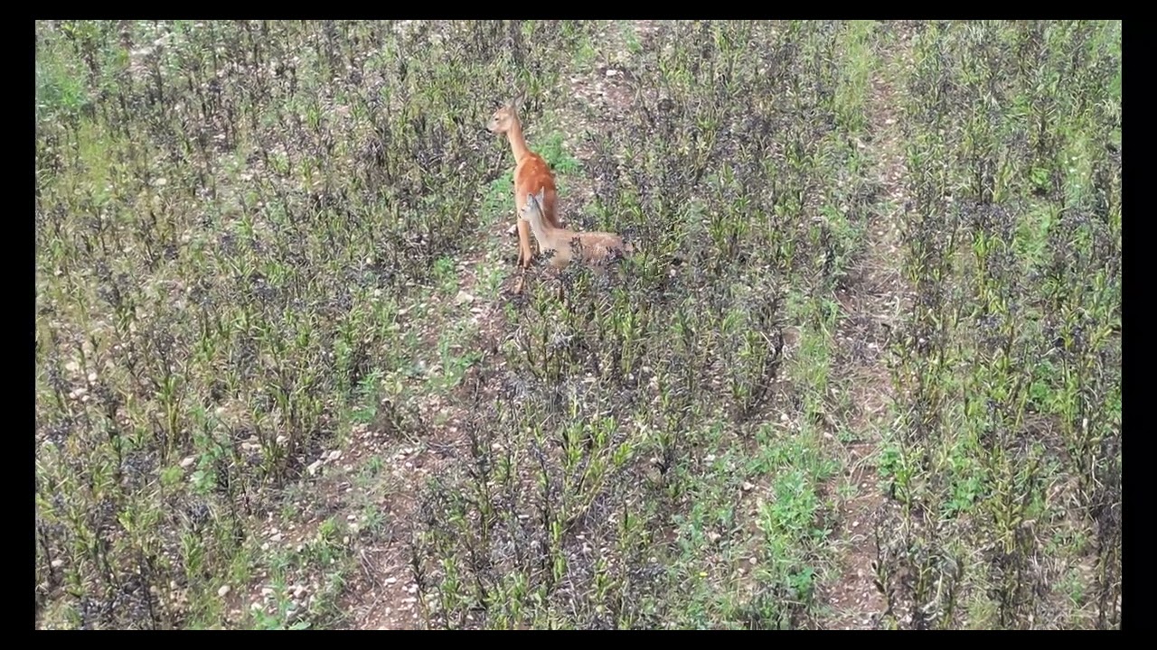 Female roe deer with fawn in field