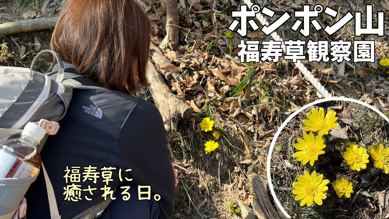 【夫婦登山】ポンポン山へ福寿草を見に行きます〜神峰山口バス停から往復登山して、下山後はお茶屋さんでほっと一息【公共交通機関登山】