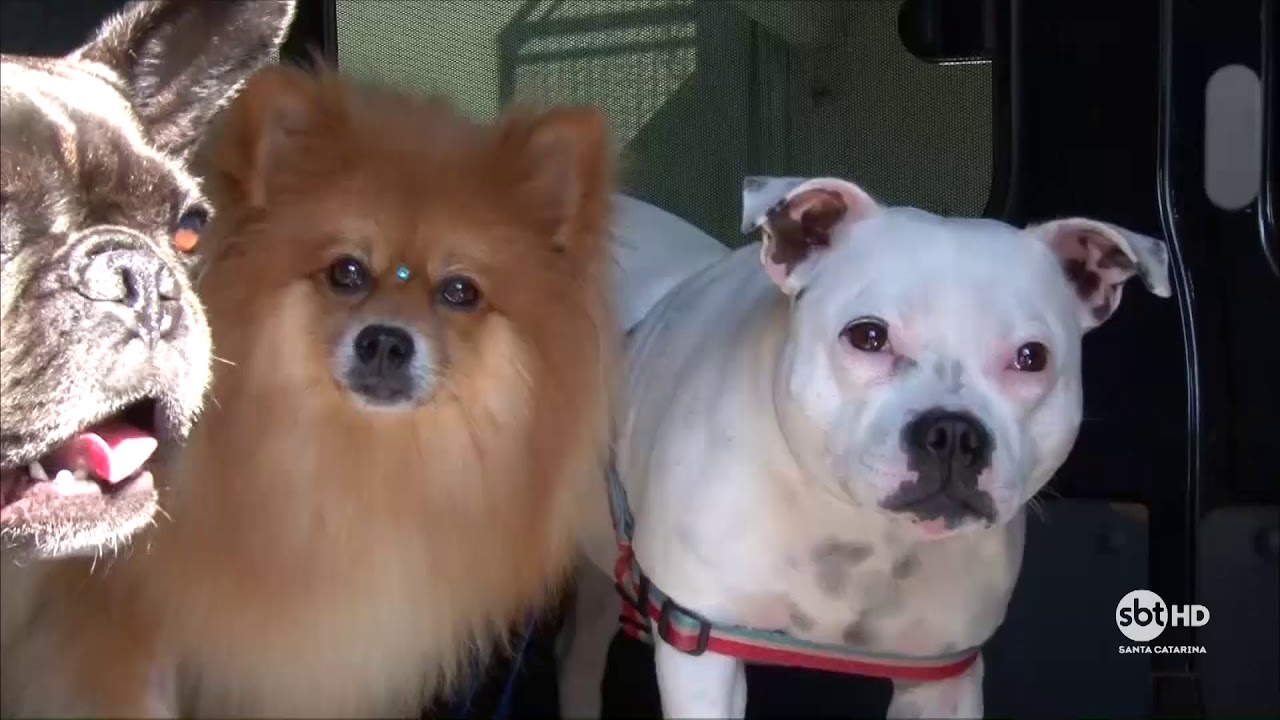 SBT Meio-Dia mostra creche para cachorros no Sul de SC