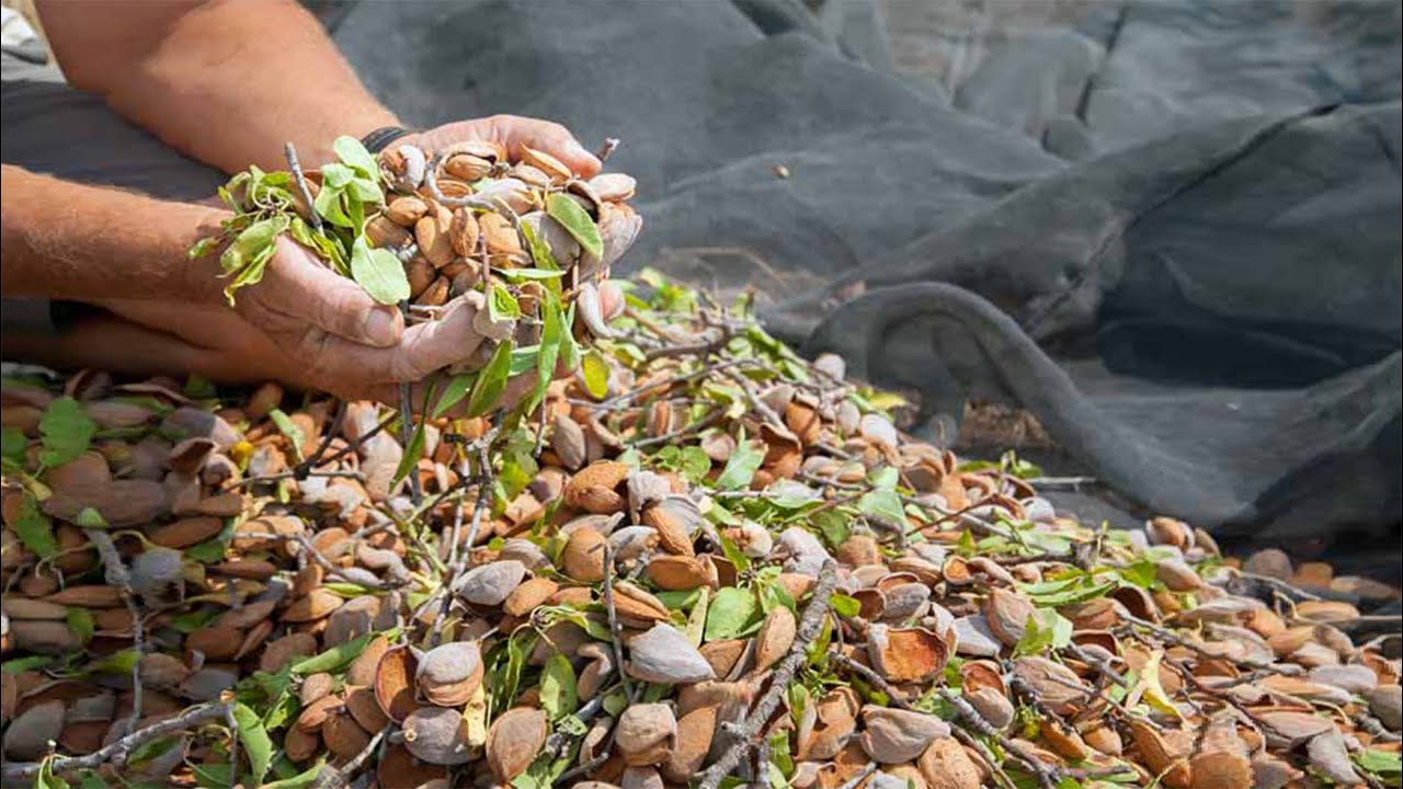 Why we need 48 Billion bees each year for Almond production