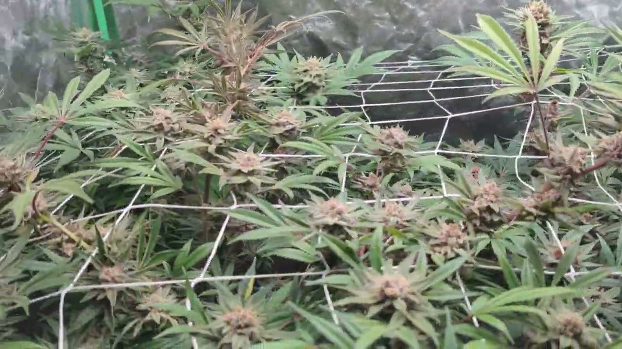 Phantom Pheno 440 update , week 6 of flower. Tropicana cookies.