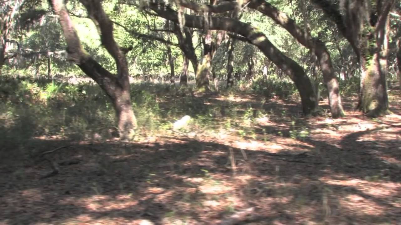 Florida Beef Cattle