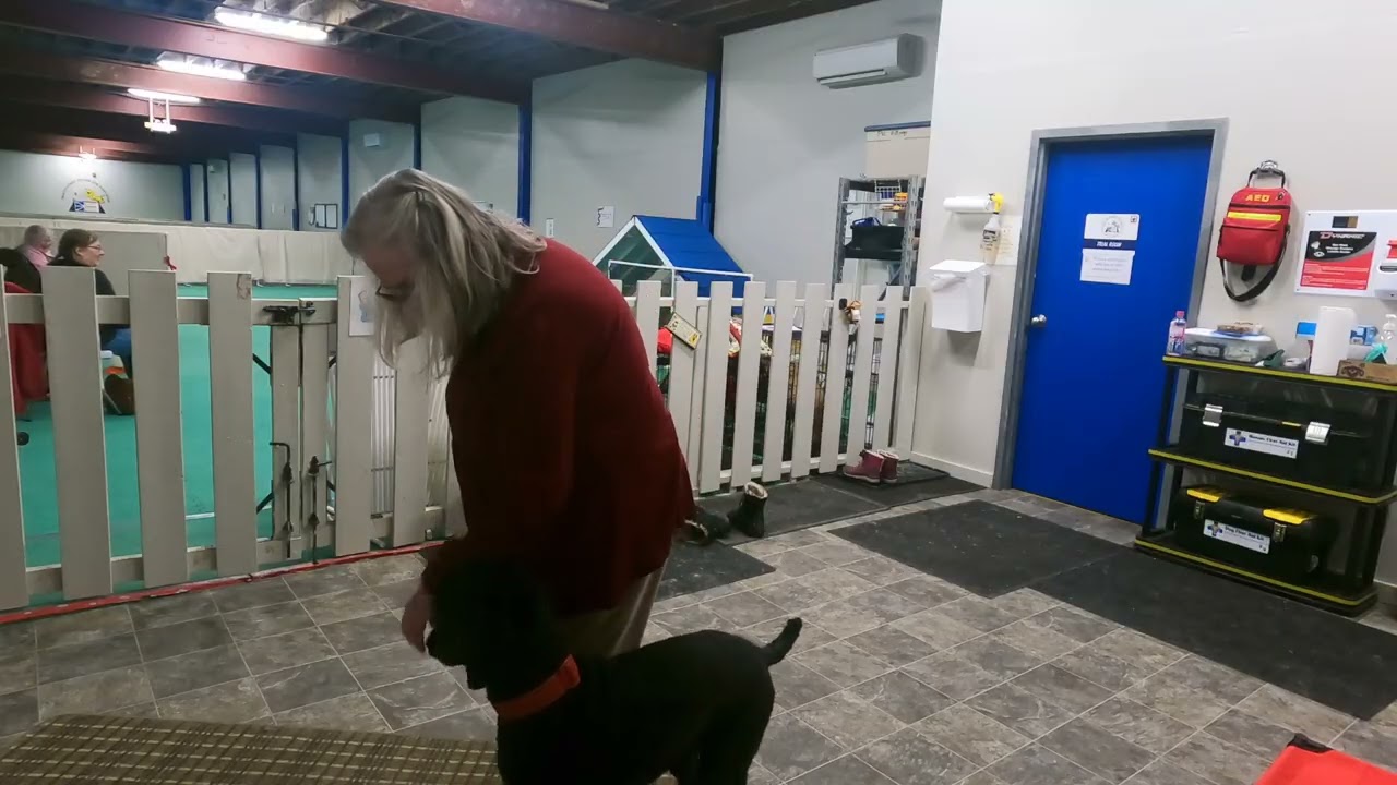 Engagement & cued behaviours in foyer with people & dogs nearby - Merlin Feb 27/26