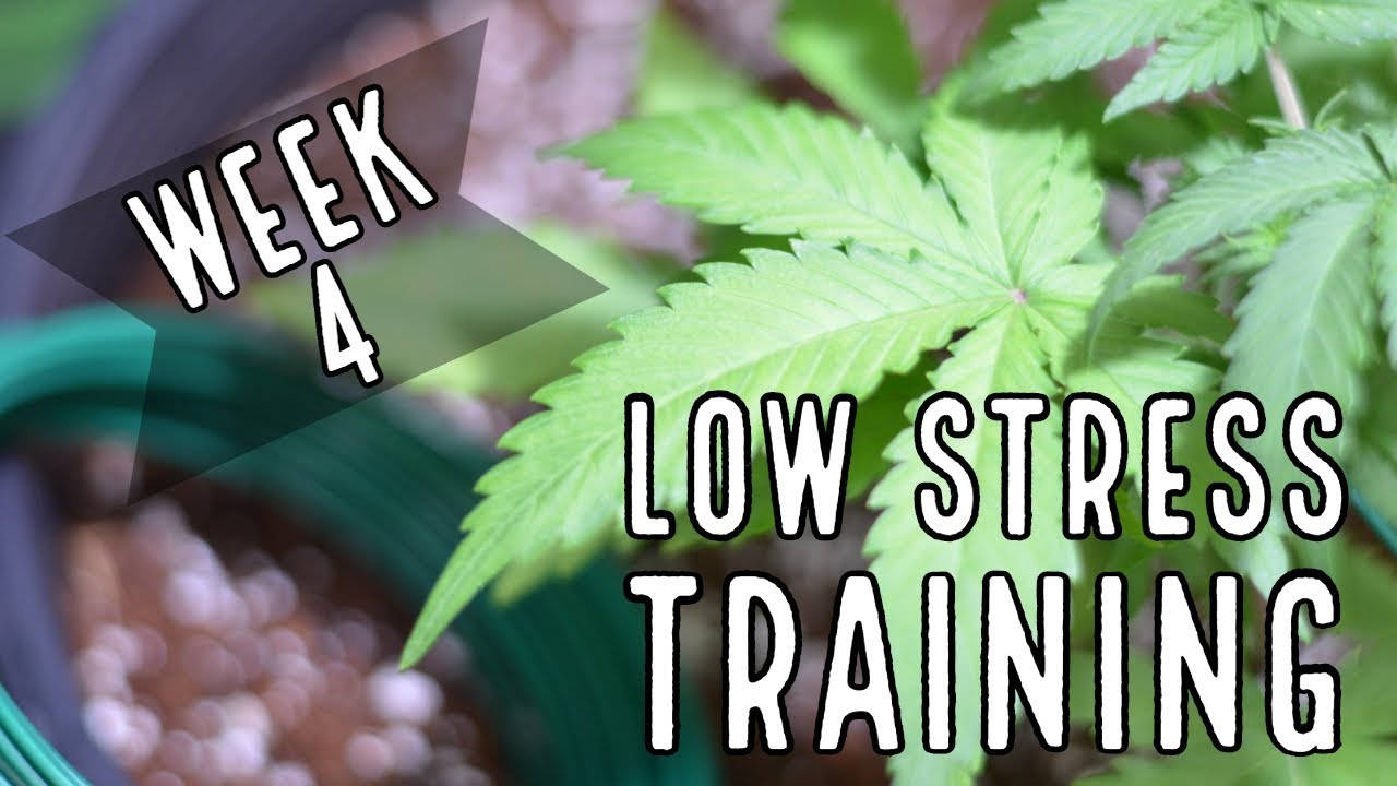 Week 4: Low Stress Training (LST) for Autoflowers