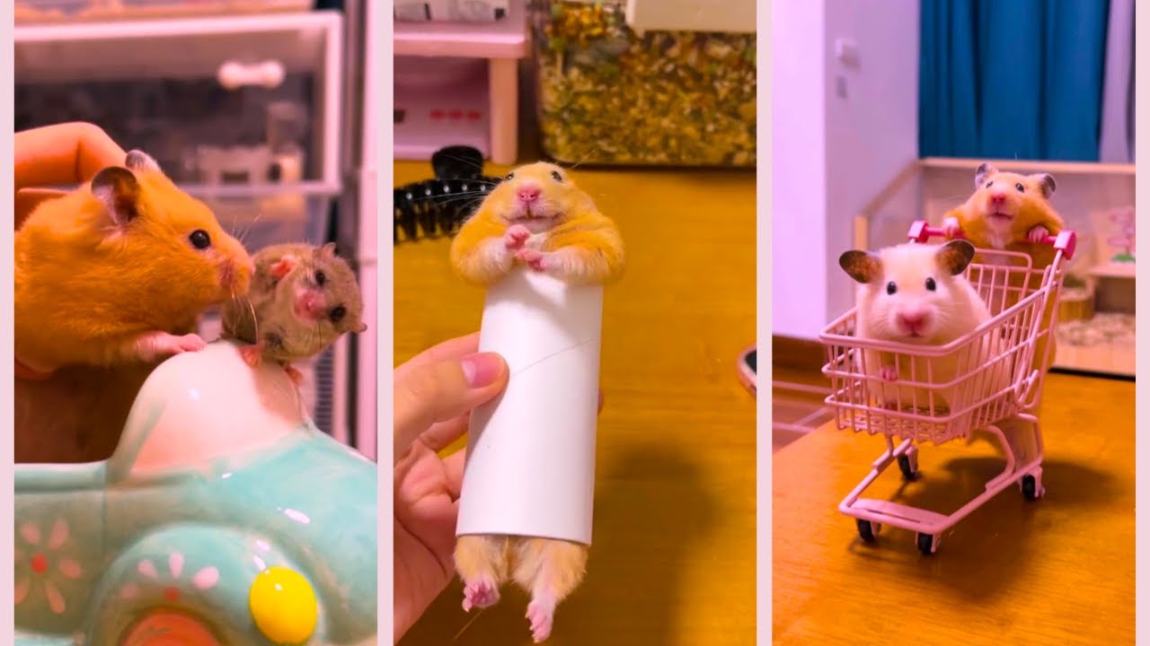 Funny and Cute Hamster Compilation - Funniest Hamsters Of All Time 2022 - #2
