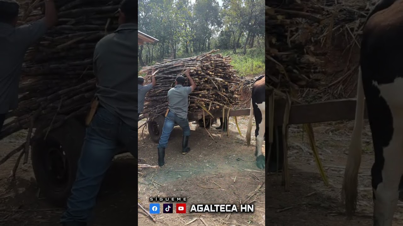 Elaboración de panela de dulce artesanal en Honduras