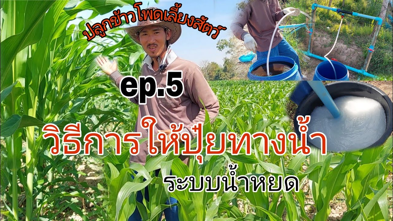 ปลูกข้าวโพดเลี้ยงสัตว์ ep.5วิธีการให้ปุ๋ยข้าวโพดระบบน้ำหยด