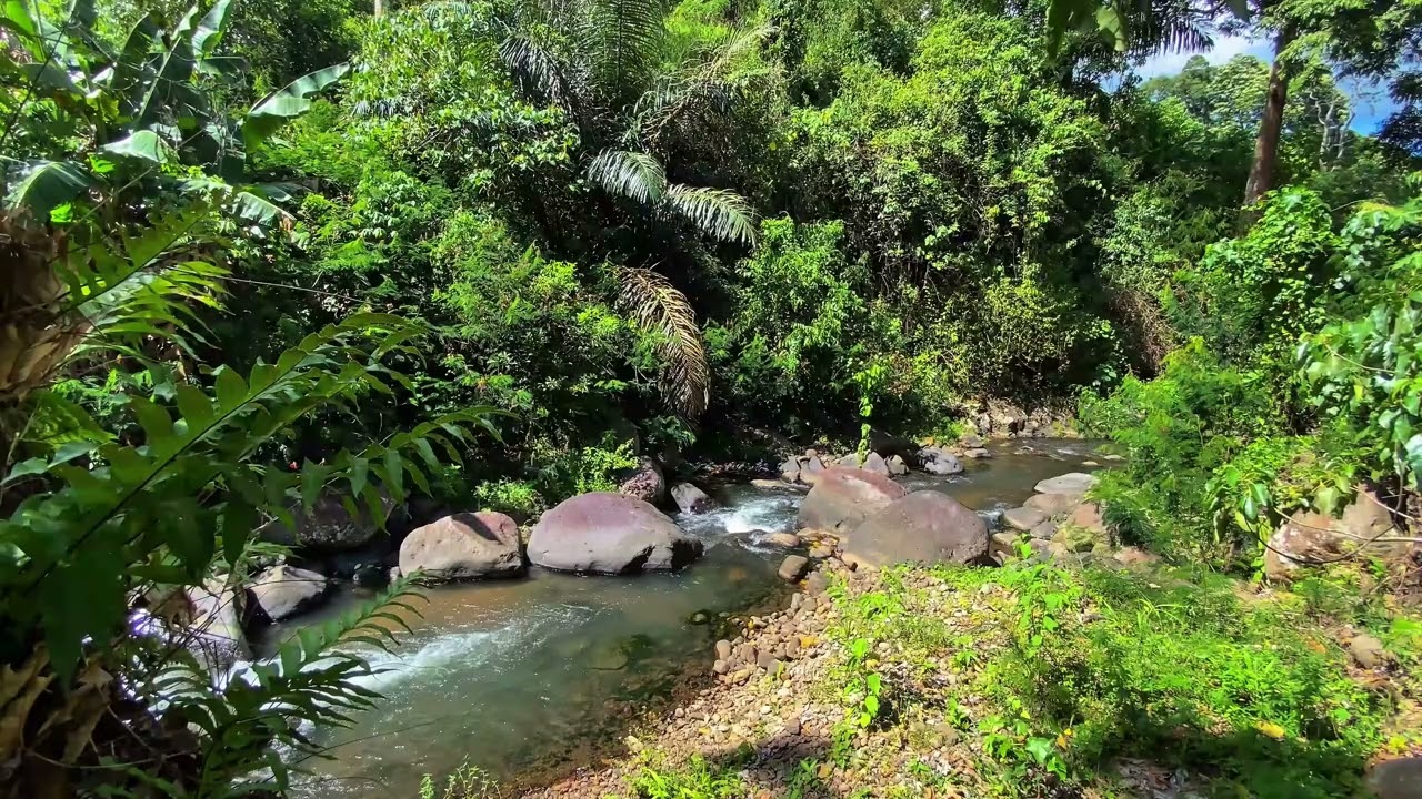 🌿 Relax Your Mind | Calm Forest River Sounds ASMR Ambience