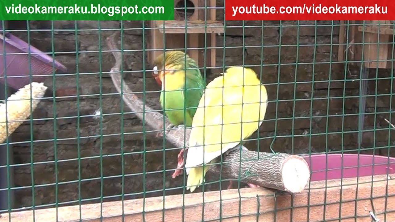 Love Birds Sounds 1 Hour High Quality Stereo Live Recording V7
