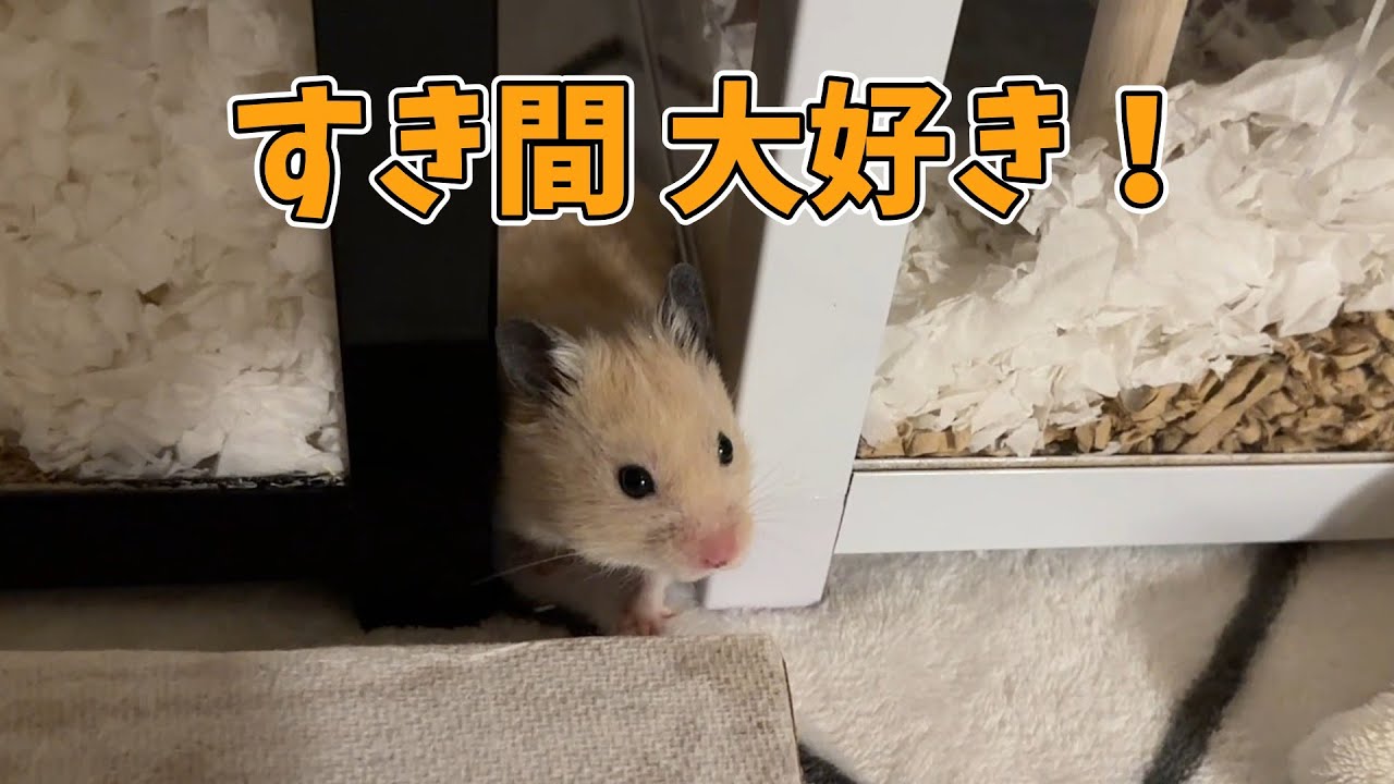 Полуночное время умиротворения с хомяком