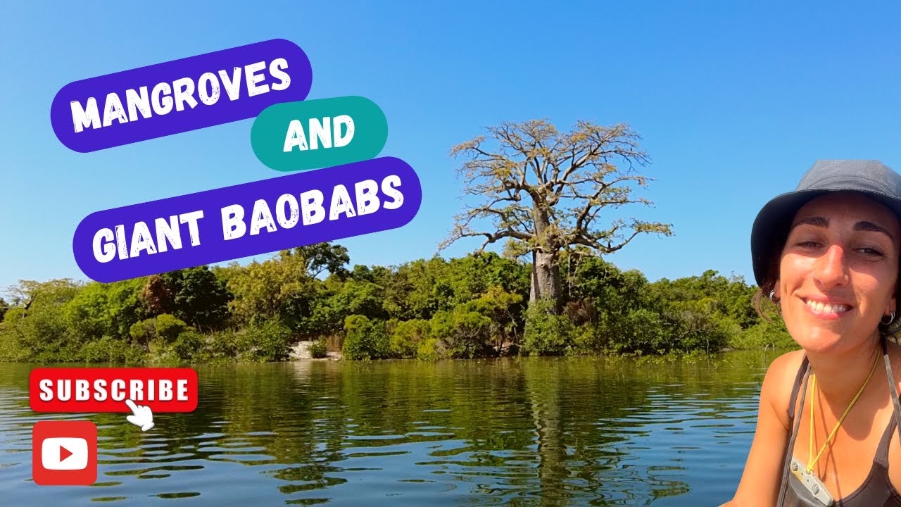 KAYAKING In The MANGROVES And Visiting GIANT, SACRED BAOBAB In ABENE, CASAMANCE (SENEGAL)