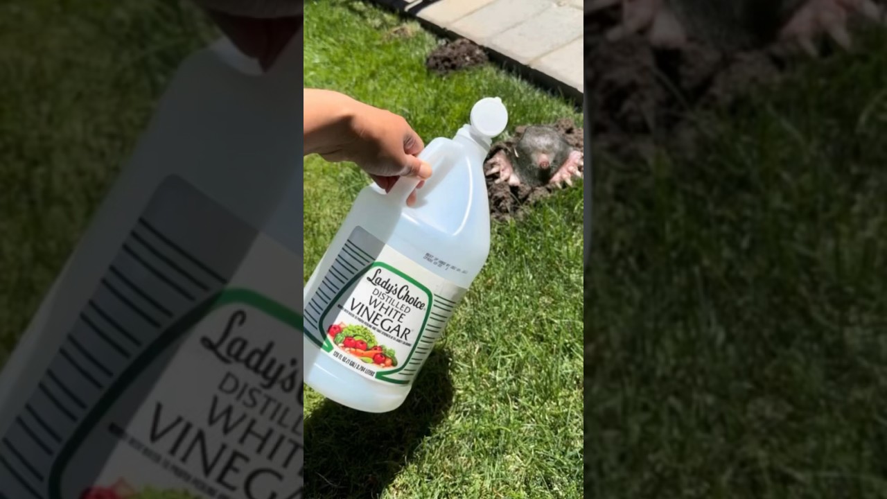 MOLE PROBLEM ⁉️- Easy And Effective Recipe!