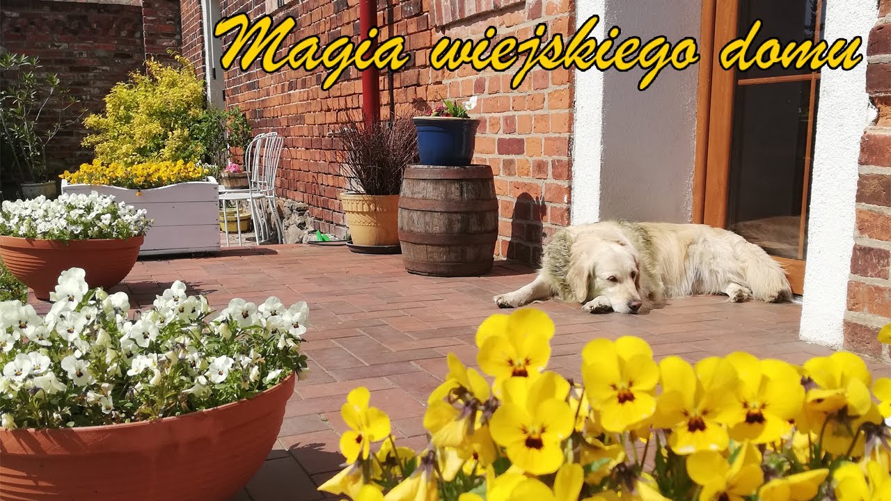 Agroturystyka Buchmila to wiejski dom, dzieci i zwierzęta.
