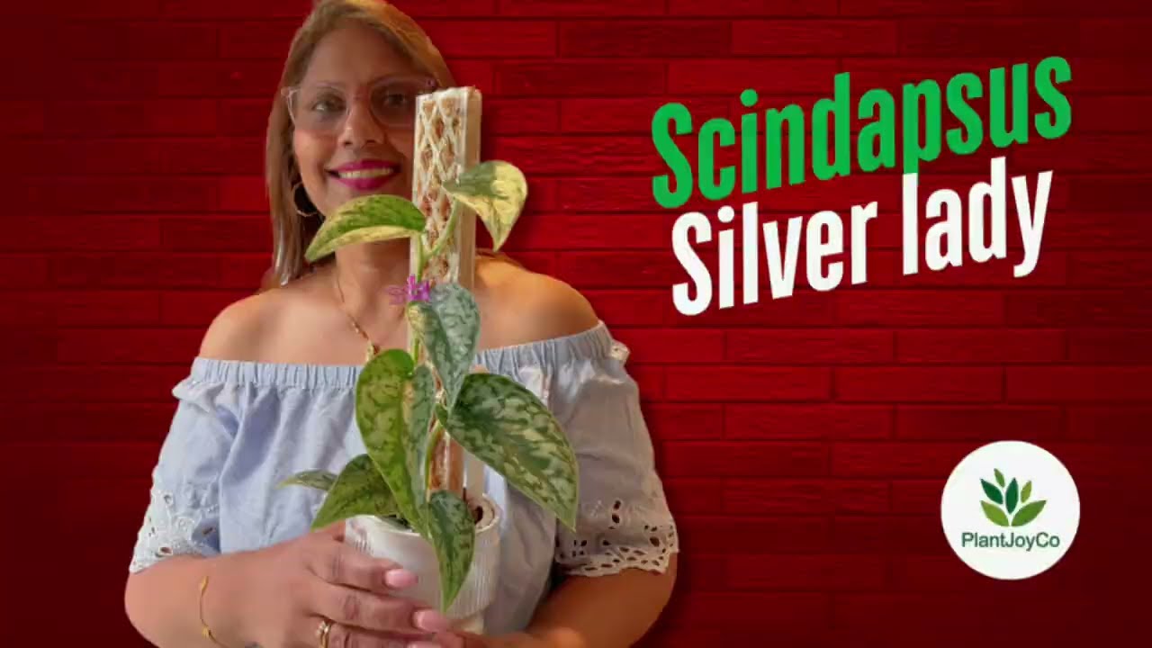 Meet the Stunning Scindapsus Silver Lady | PlantJoyCo