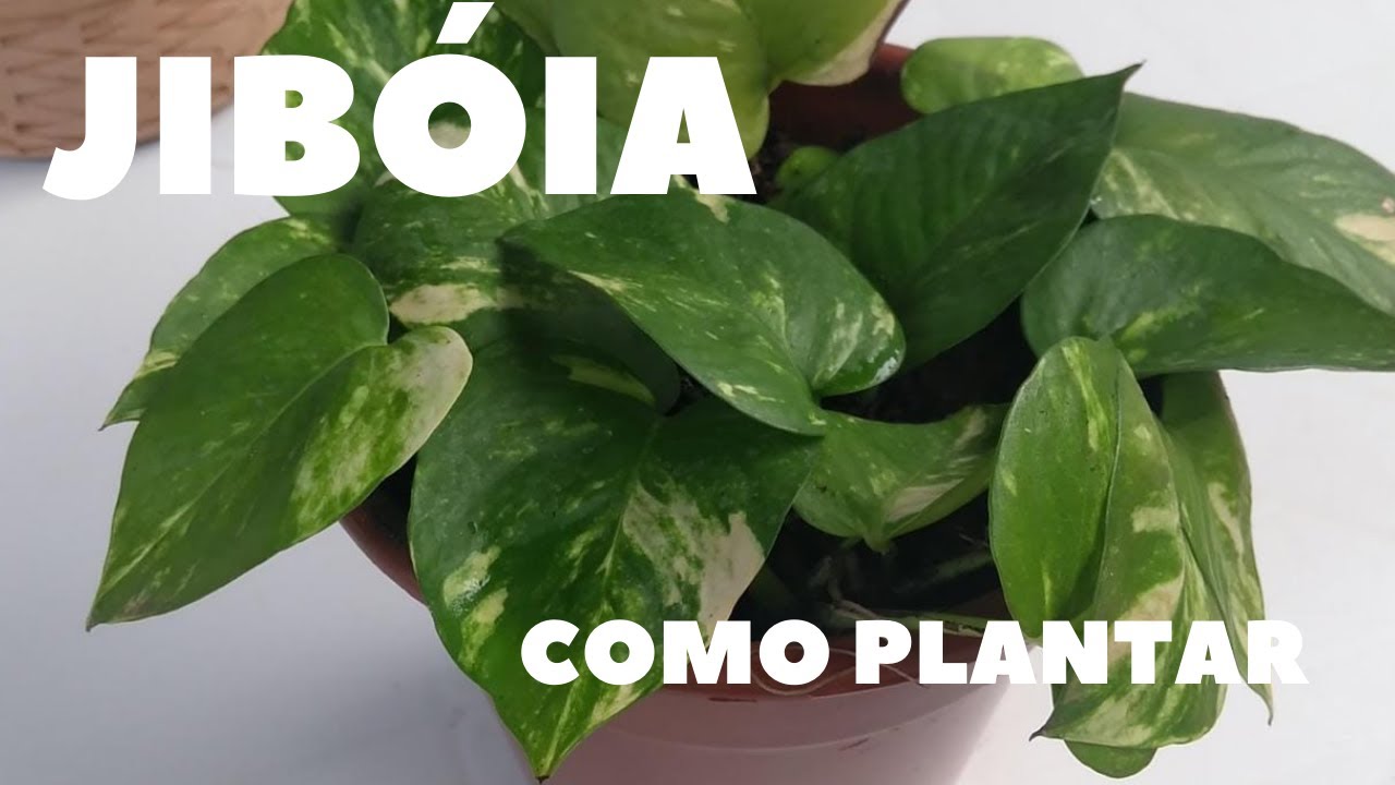Como plantar Jibóia