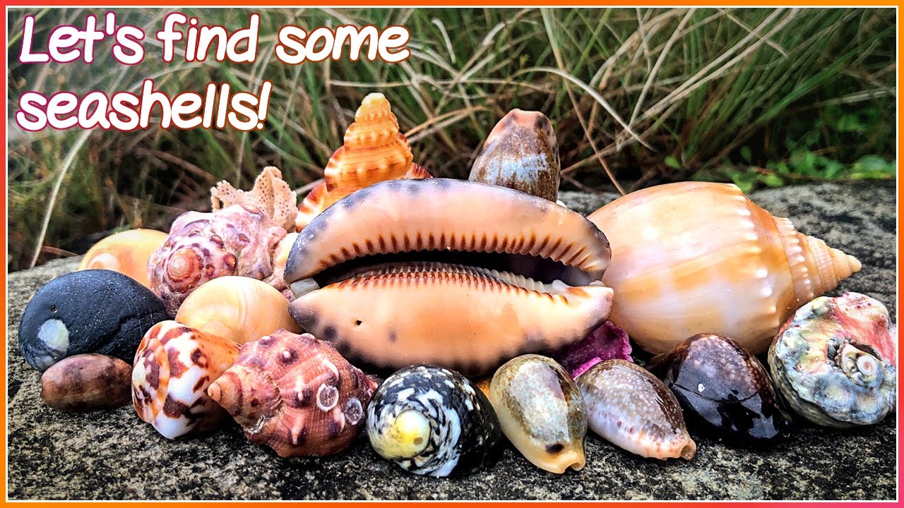 Finding Seashells at Dawn | Shelling After a Storm [Virtual Shelling]