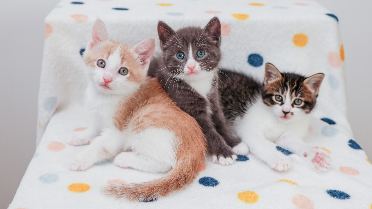 LIVE: 3 moms raising 15 new kittens in one giant pile! 🐾🙀