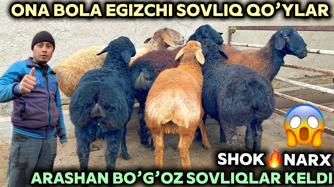 JASURBEK AKA NAQT BO’G’OZ SOVLIQ QO’YLARNI ARGINALINI REKORD NARXDA QOYDI NARXIGA BAXO BERING
