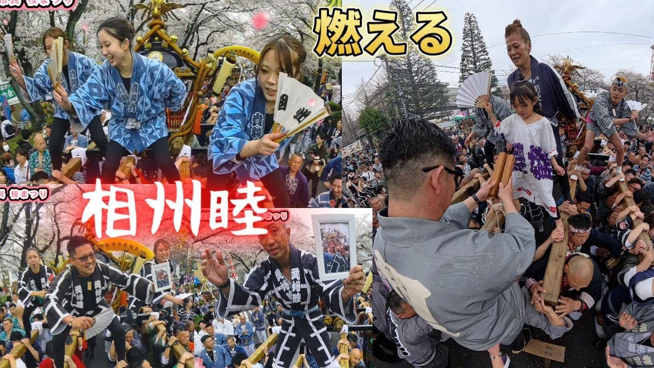 令和７年　第52回相模原市民 桜まつり 相州睦😊神輿パレード⛩️神輿優勝動画✨迫力満点です🎌燃える💪　日本伝統文化守り続く相模原市　。