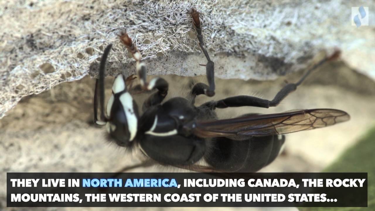 Bald-Faced Hornet