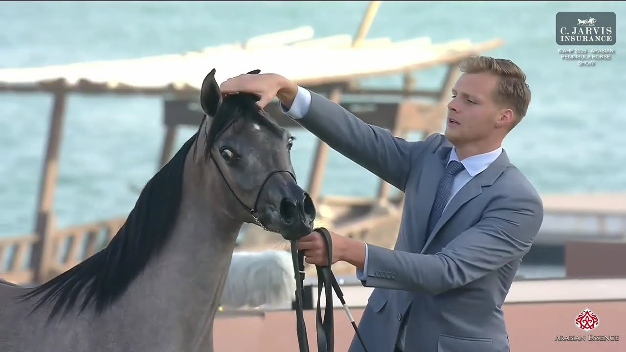 KIAHF 2026   Arabian Peninsula Horse Show   Class   1A