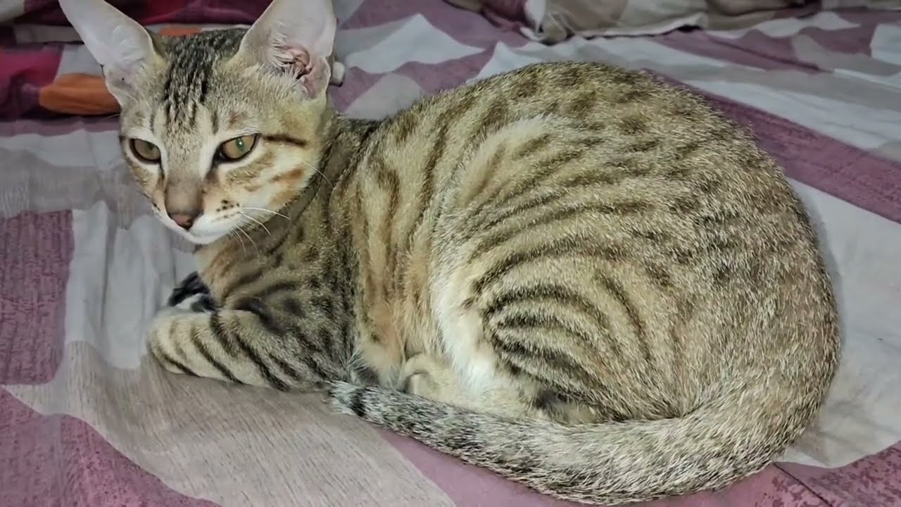 Cat #cute #cutecat 🐈 #funnyanimal 