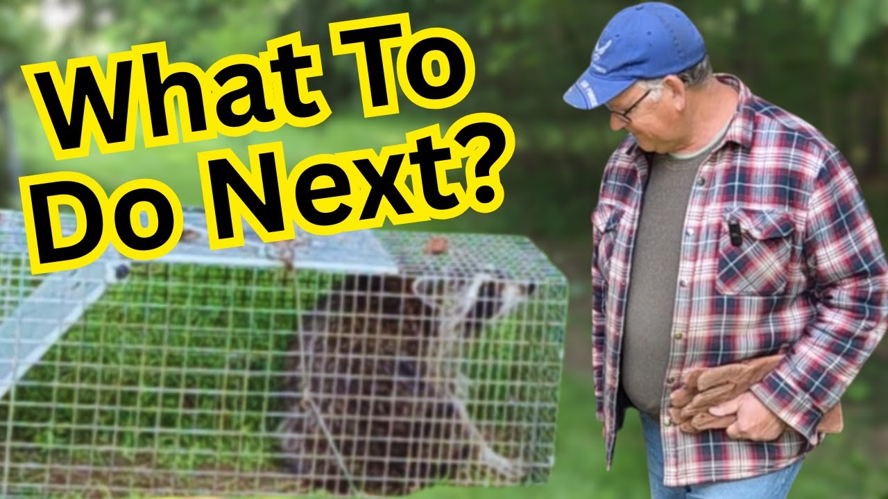 Caught a Raccoon? Here&rsquo;s How to Stay Safe