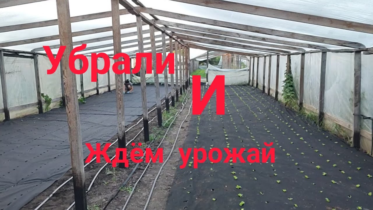 Новая технология в теплице своими руками