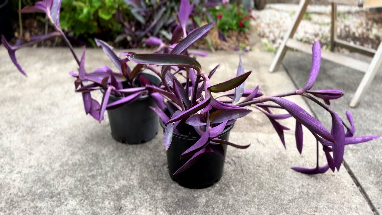 Purple Heart Plant Propagation Tips | Easiest Way To Propagate
