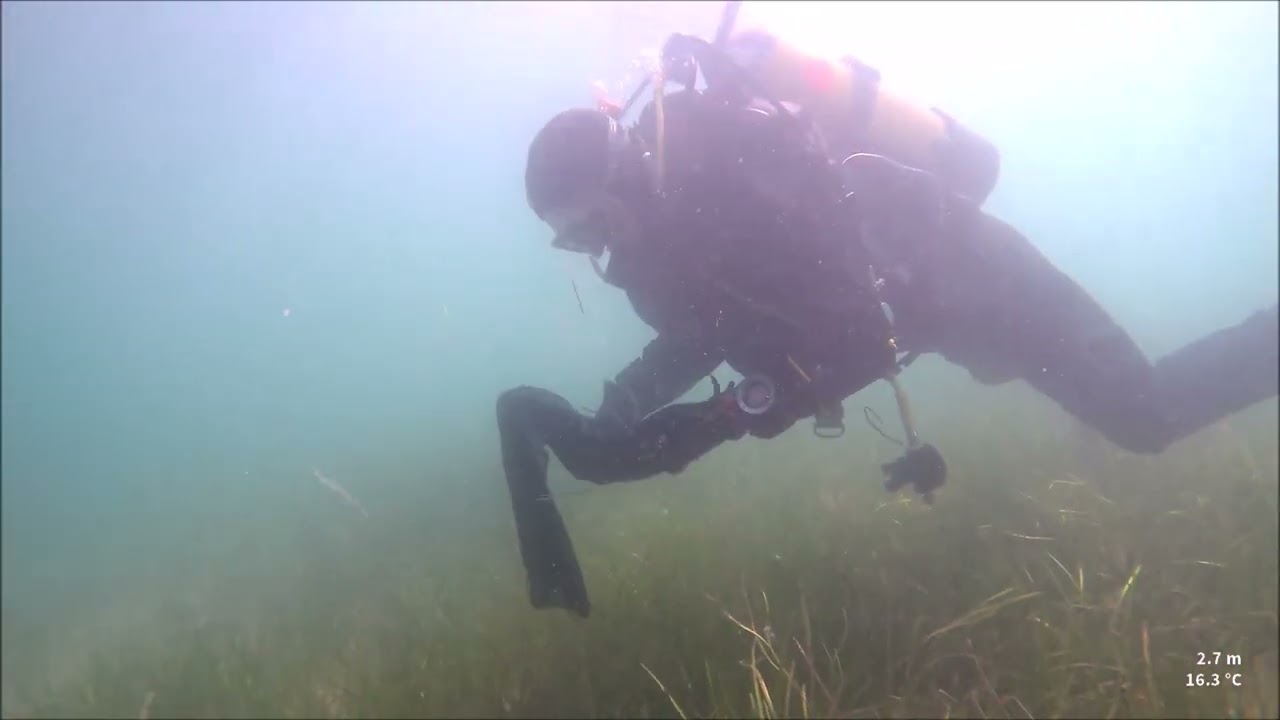 The Seagrass Hunters