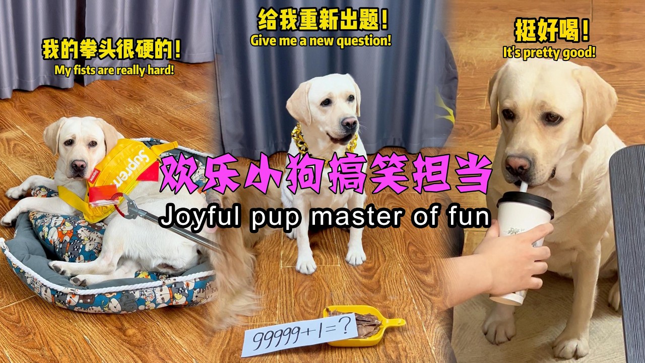 欢乐小狗搞笑担当 Joyful pup master of fun#搞笑汪驾到 #萌寵 #寵物 #搞笑 #拉布拉多 #doglover #Labrador #labrado #dog #pets
