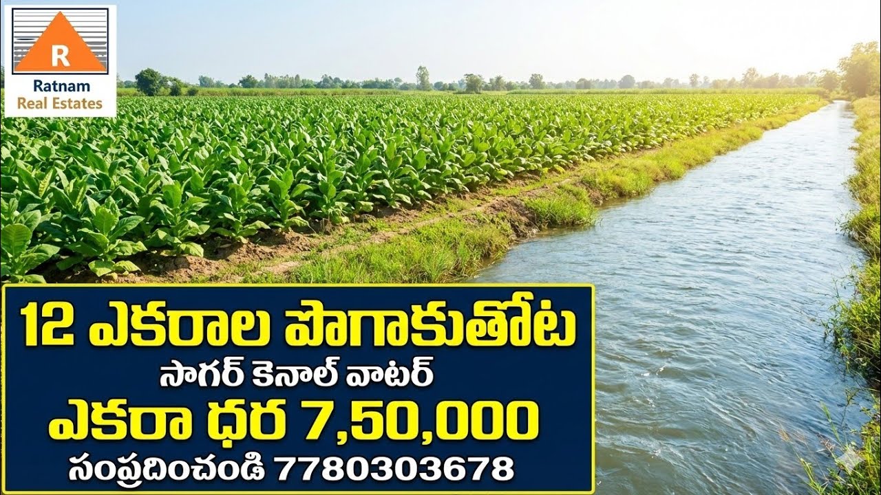 12 ఎకరాల పొగాకు తోట సాగర్ కెనాల్ దగ్గర అమ్మకానికి గుంటూరు నుంచి 125 km విలేజ్ టు విలేజ్ రోడ్