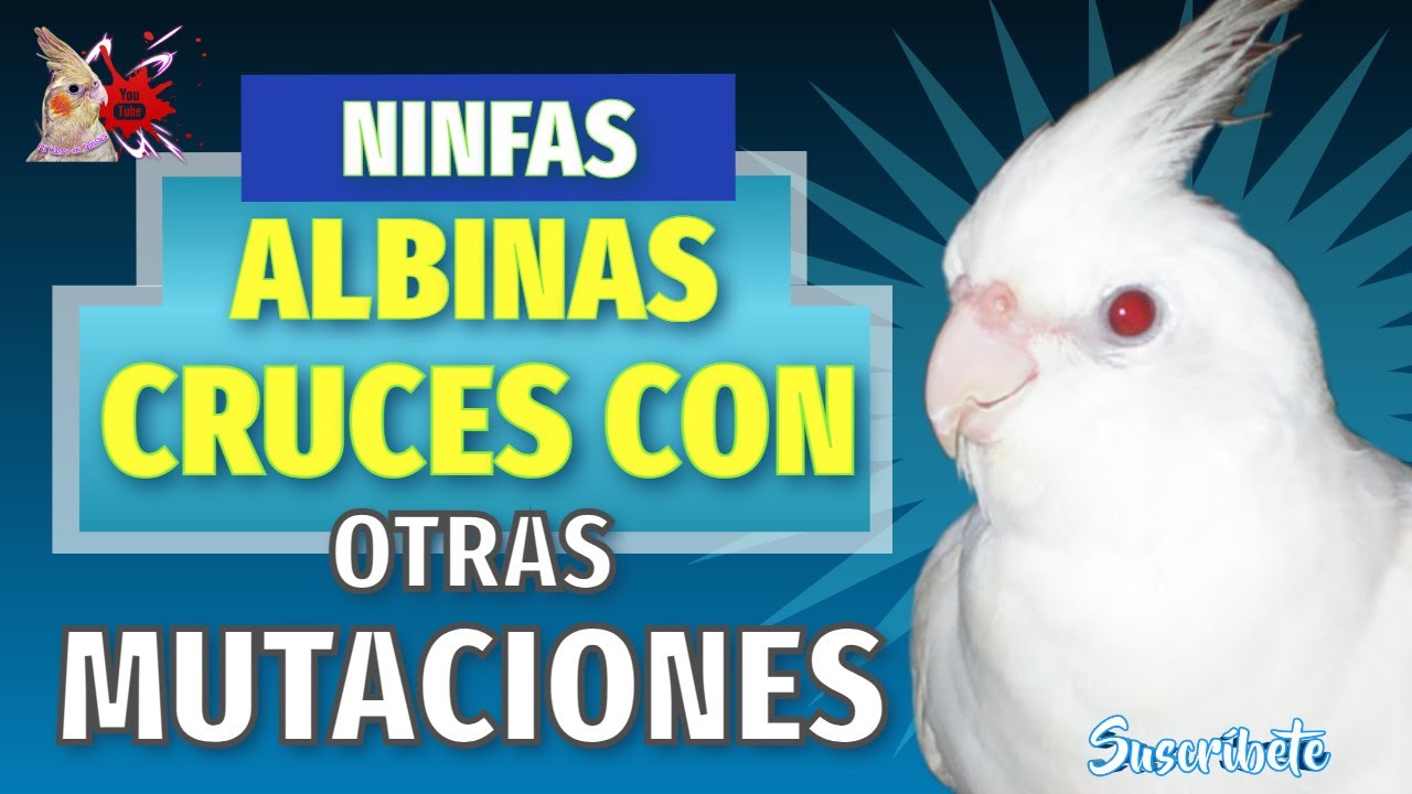 Ninfas Albinas Cruzadas Con Otras Mutaciones