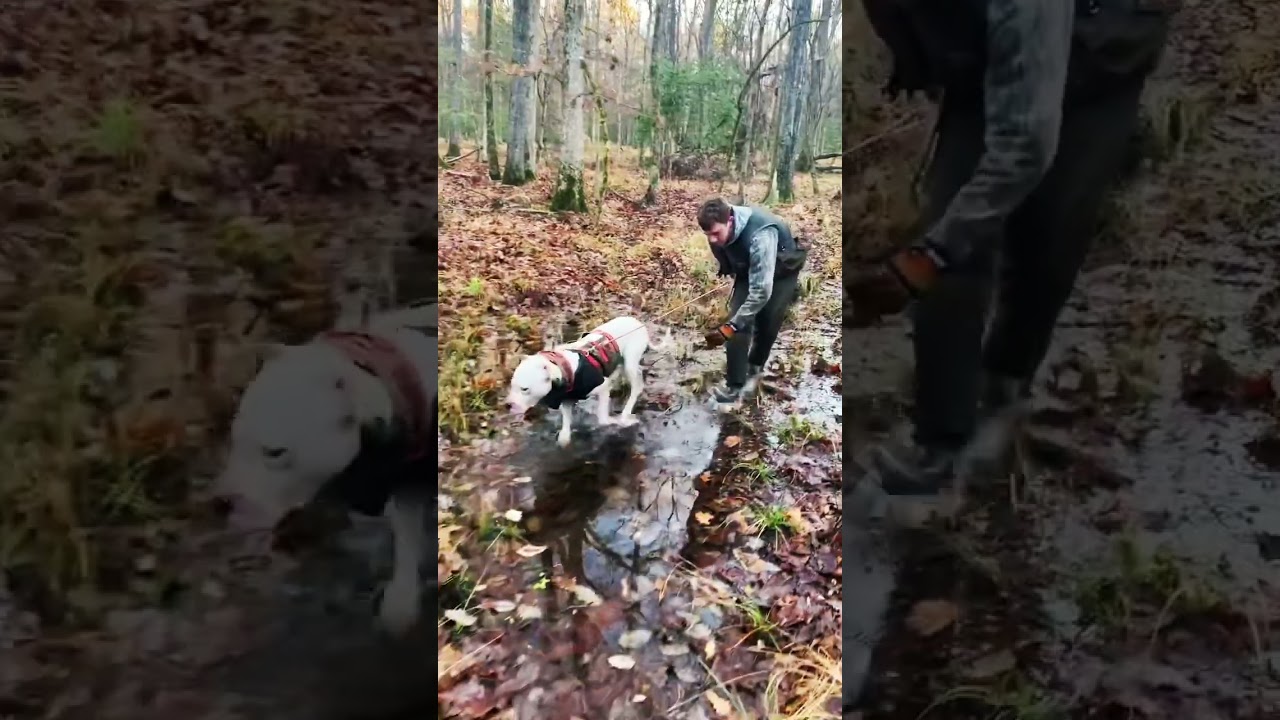 The Razorback Round-Up. 