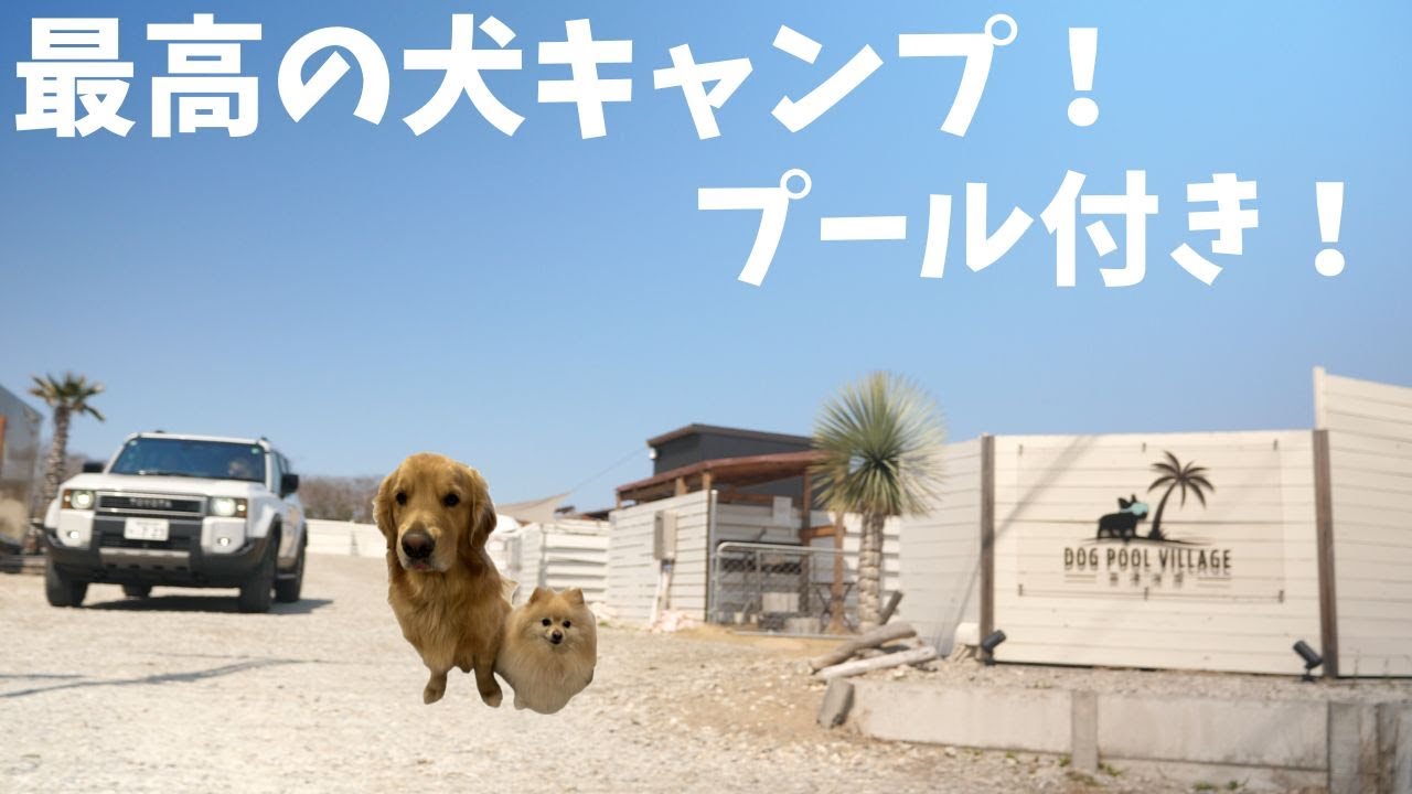 【Dog Pool Village】犬と楽しめるプール付きキャンプ場で泳いできた！ゴールデンレトリバー＆ポメラニアンの体験レポ
