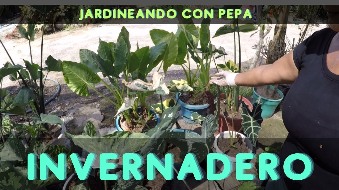 IMPRESIONANTE INVERNADERO DE PLANTAS, ¡tour del Hermoso  invernadero de Jardineando Con Pepa!