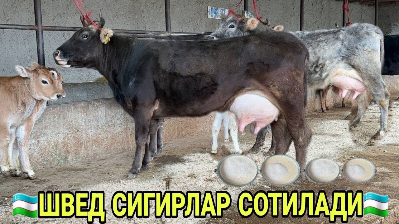 АКМАЛ АКАДАН ЁШ СИФАТЛИ ШВЕД КУК КОРА СИГИРЛАР СОТИЛАДИ SOTILADIGON SIGIRLAR NARXI 16 марта 2026 г