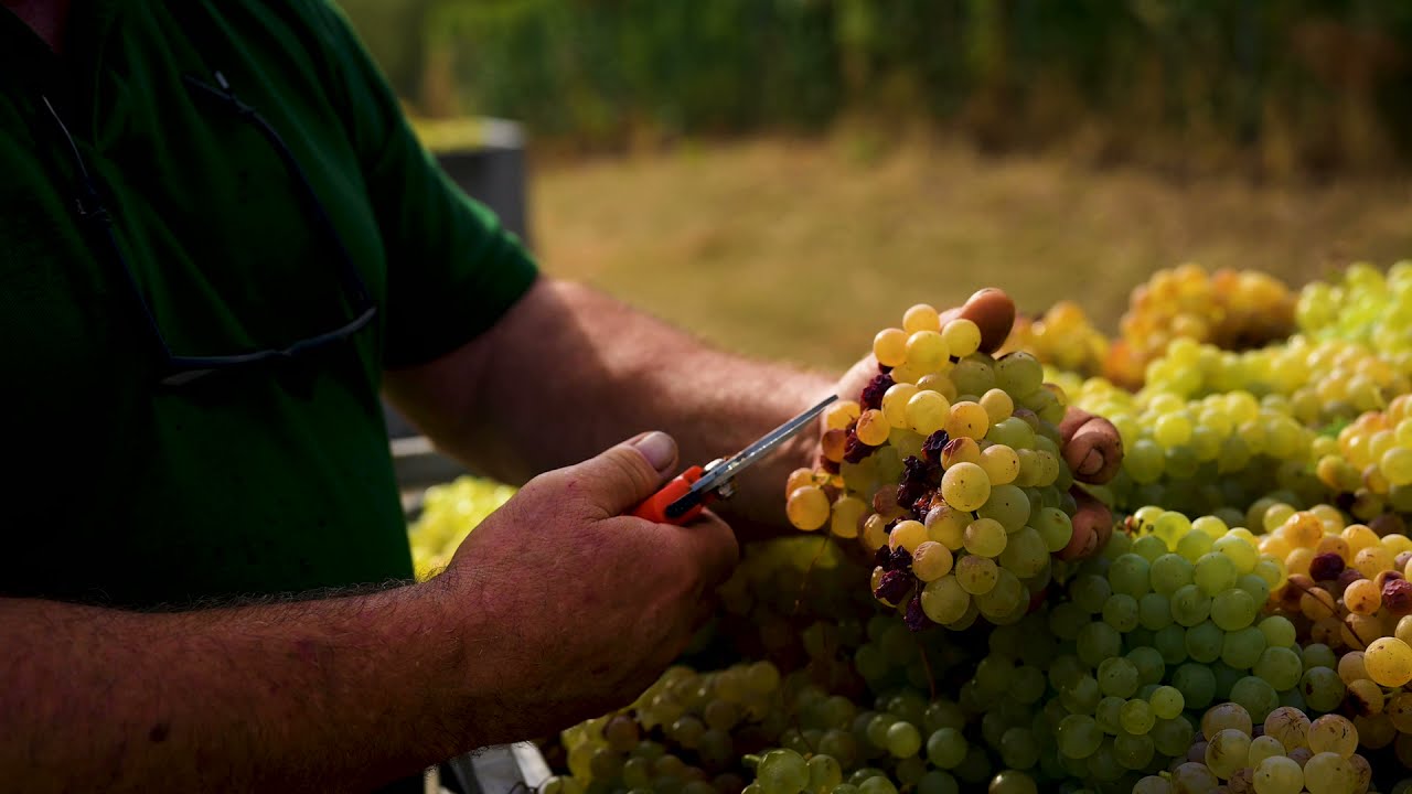 Vendemmia Panizzi 2021