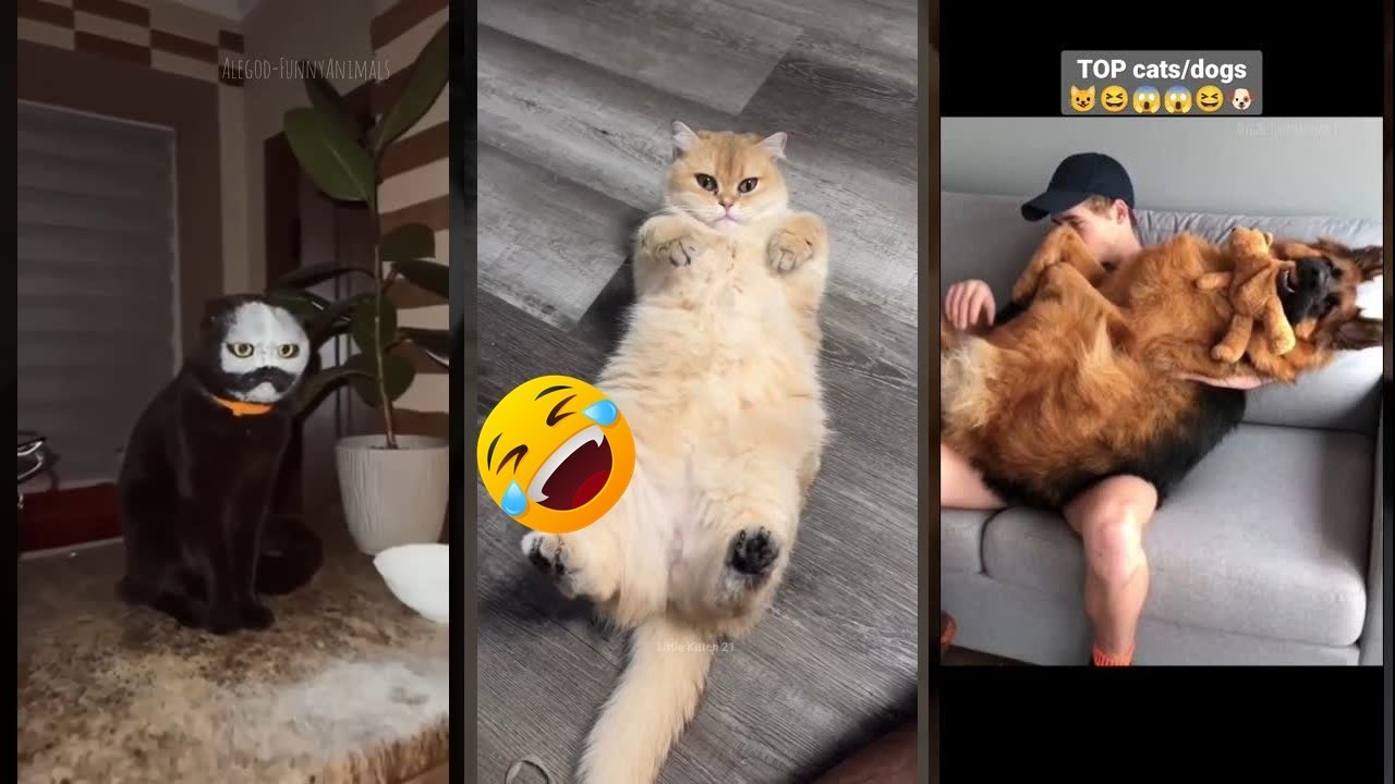 Cat Lover 😻 Cat Fails 😹 #FunnyCats Ep 7031