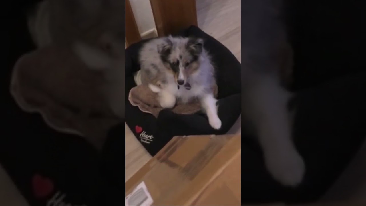 Arkani der Sheltie ist begeistert über die Ankunft der Carrera digital 132 Spezialschiene 🤣