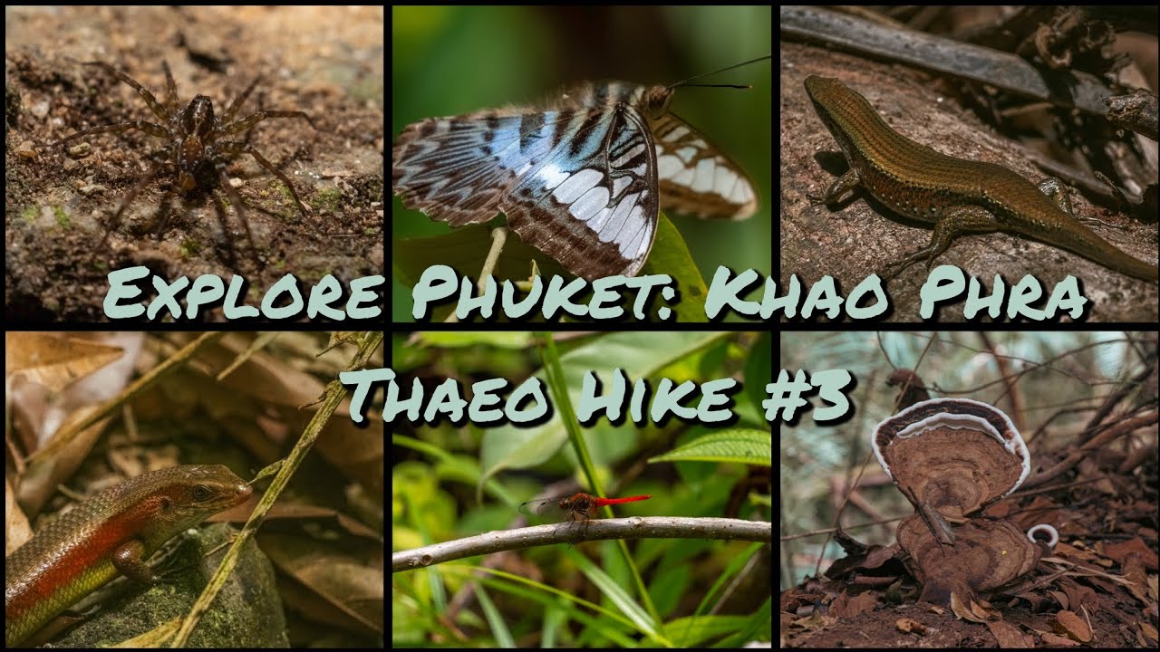 Explore Thailand - Phuket, February 2025, part 6 - Khao Phra Thaeo Hike, the other side