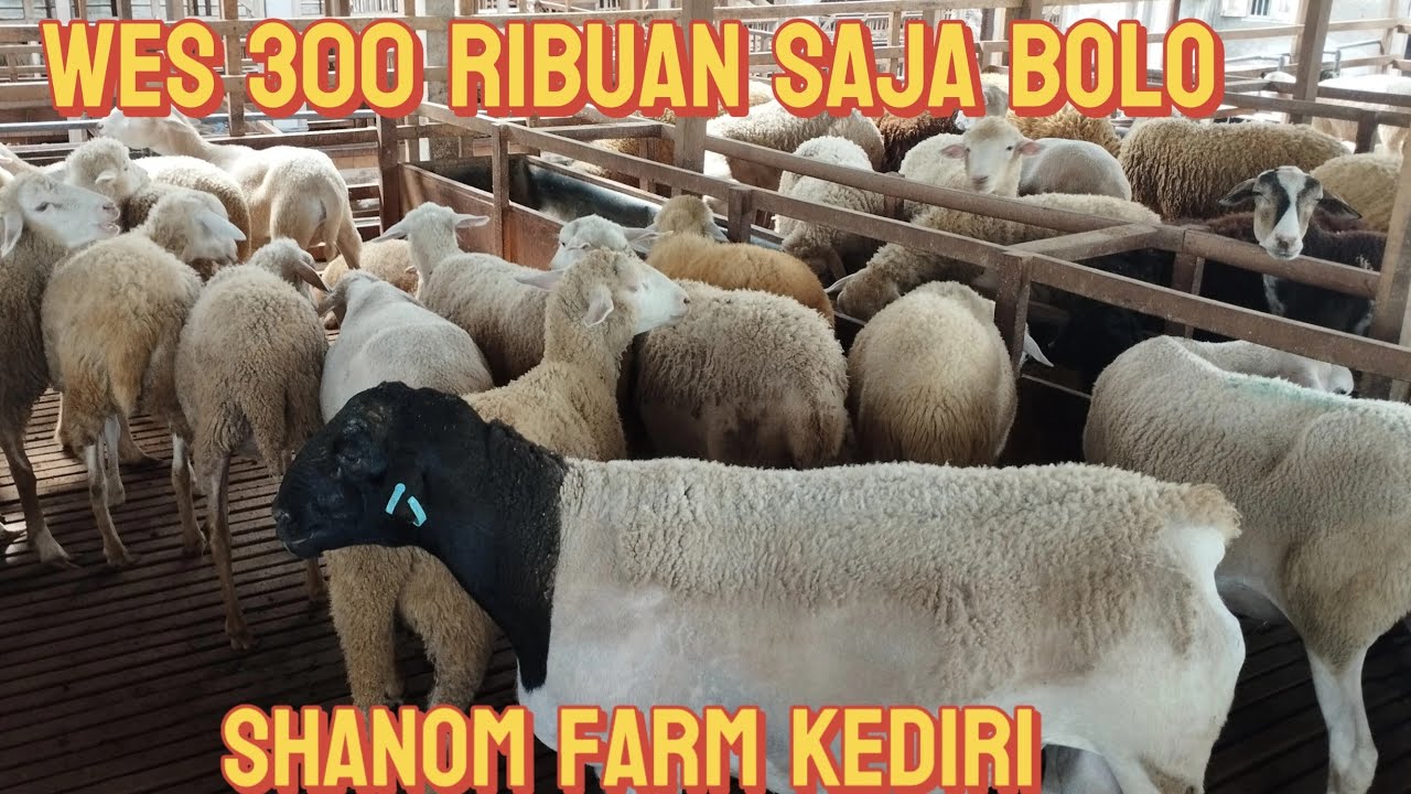 PUSING DI HARGA DOMBA SANGAT MURAH 300 TEMAN TEMAN Wa 085784193257 kediri jatim