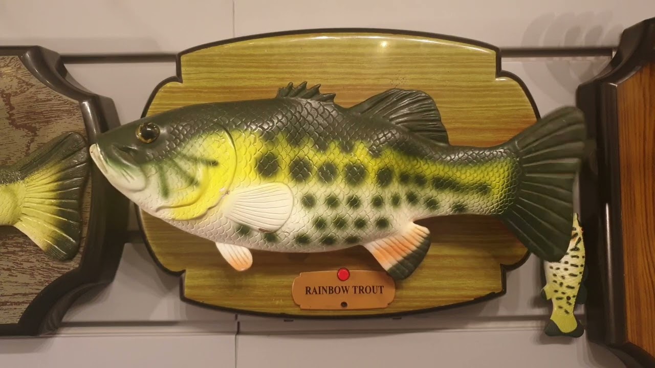 M.T. - Rainbow trout - screaming board version