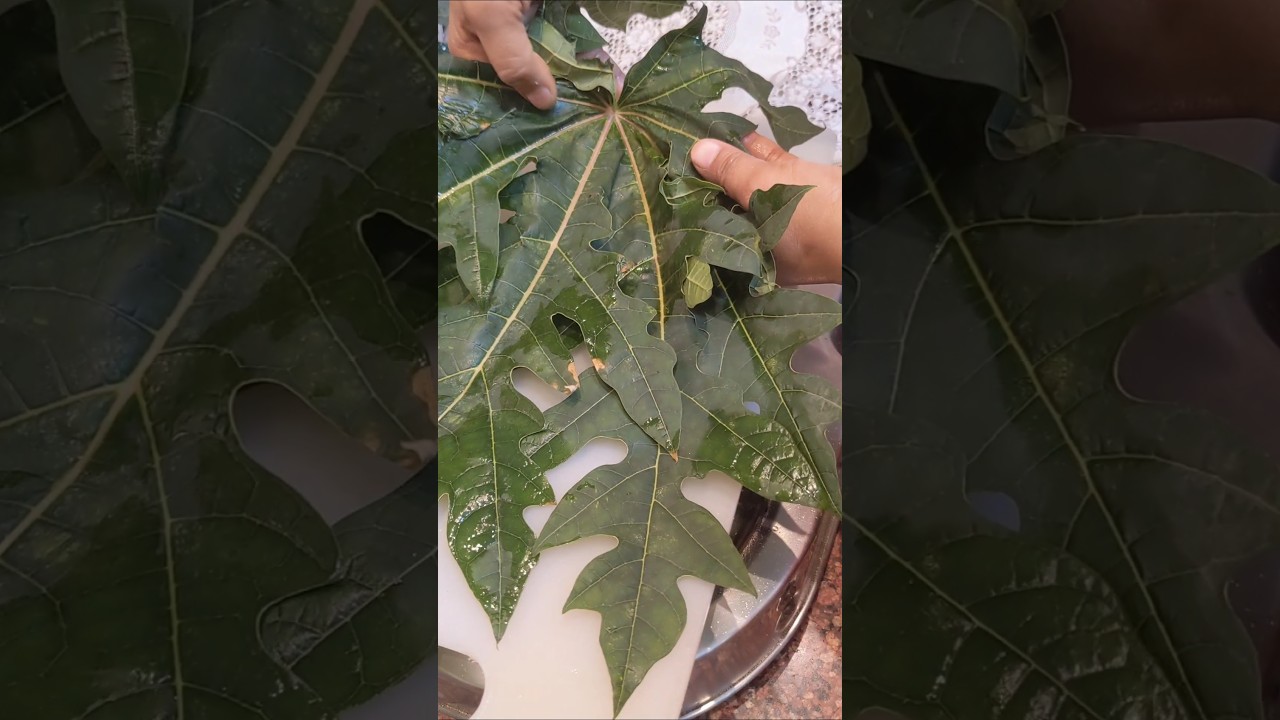 Papaya leaves face pack for skin whitening and glowing by Rohit sachdeva  